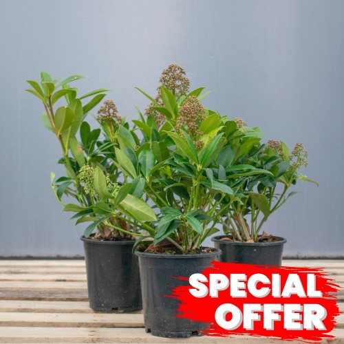 Skimmia japonica Fragans Fragrant Cloud | ScotPlants Direct